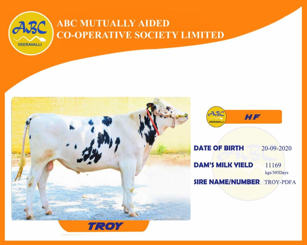 Pdfa store jersey bull